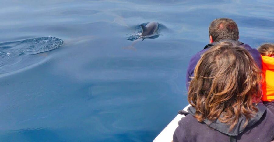 Faro: Dolphin and Wildlife Watching in the Atlantic Ocean - Key Points to Know Before You Go