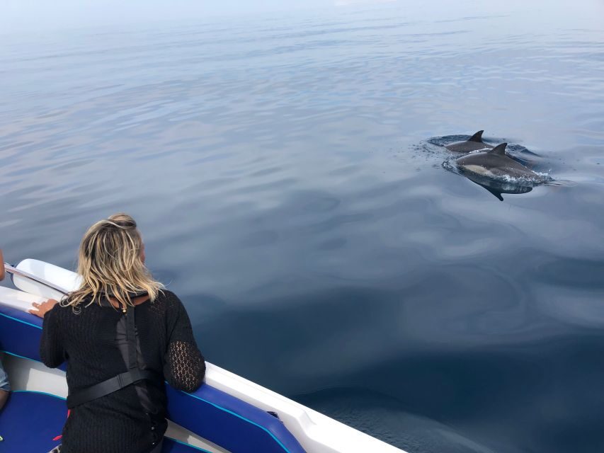 Faro: Dolphin and Wildlife Watching in the Atlantic Ocean - From Faro Harbor to Ria Formosa’s Barrier Islands