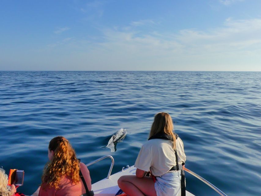 Faro: Dolphin and Wildlife Watching in the Atlantic Ocean - The Atlantic Scan: Dolphins, Whales, Birds, and More