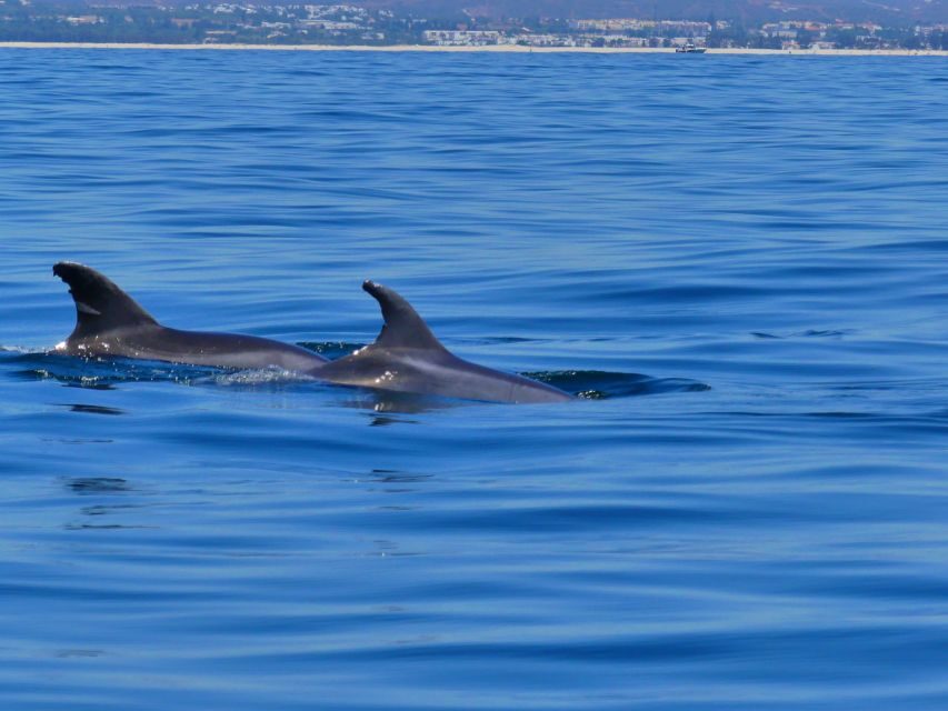 Faro: Dolphin and Wildlife Watching in the Atlantic Ocean - The 30 Minutes With Dolphins: Respecting the Animals While You Watch