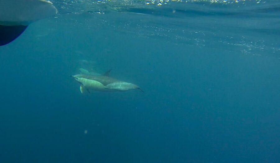 Faro: Dolphin and Wildlife Watching in the Atlantic Ocean - Boat Ride Reality: Seats, Spray, and the Atlantic Mood