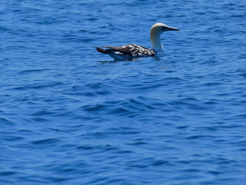 Faro: Dolphin and Wildlife Watching in the Atlantic Ocean - Value Check: Is $76 Worth It for 2.5 Hours?