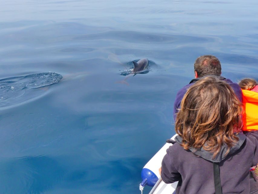 Faro: Dolphin and Wildlife Watching in the Atlantic Ocean - Who This Faro Dolphin Tour Fits Best (and Who Should Skip It)