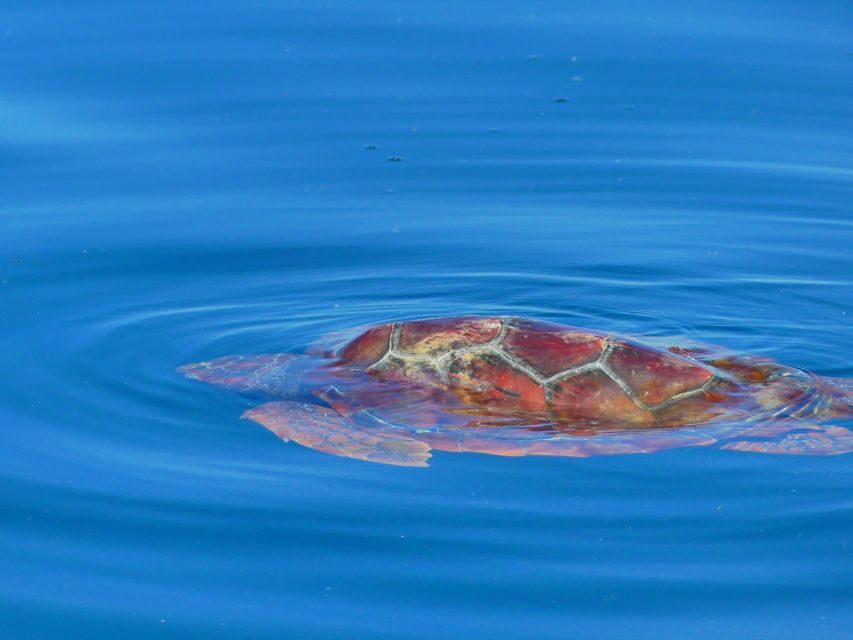 Faro: Dolphin and Wildlife Watching in the Atlantic Ocean - Practical Tips for Getting the Best Day on the Water