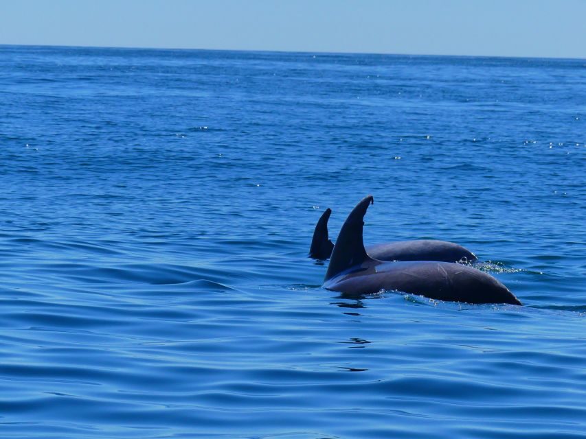 Faro: Dolphin and Wildlife Watching in the Atlantic Ocean - The Marine Biologists: What You’ll Learn While You Search