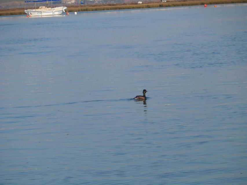 Faro: Eco-Friendly Ria Formosa Bird Watching in Solar Boat - Key Things To Know Before You Go