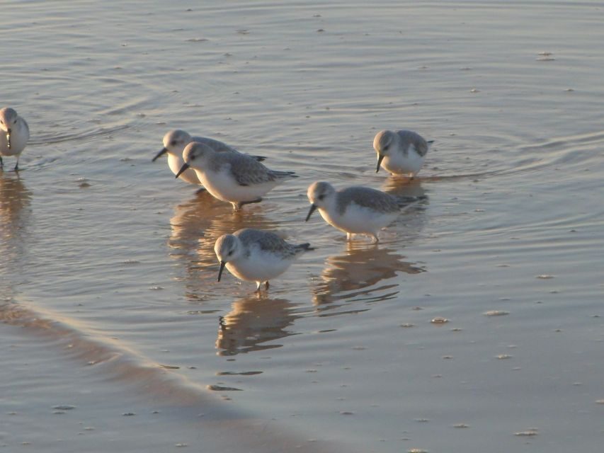 Faro: Eco-Friendly Ria Formosa Bird Watching in Solar Boat - Should You Book This Faro Solar Boat Bird Watching Tour?