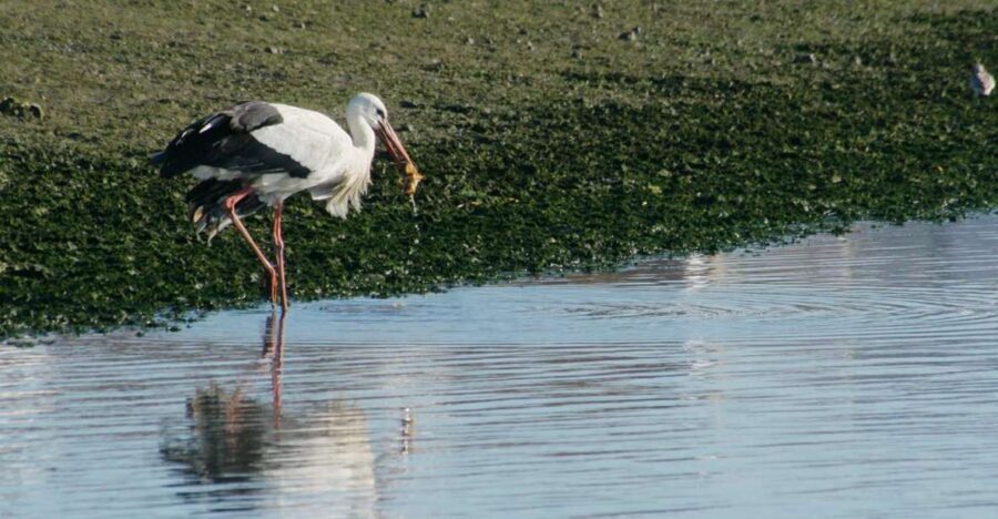 Faro: Eco-Friendly Ria Formosa Bird Watching in Solar Boat - Ria Formosa’s Tides: Why Bird Watching Changes Every Few Hours