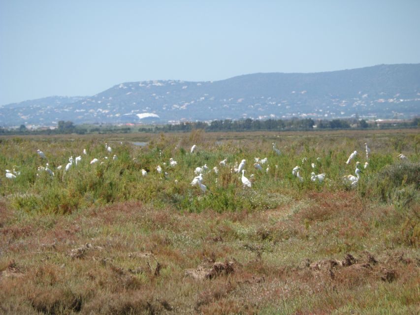 Faro: Eco-Friendly Ria Formosa Bird Watching in Solar Boat - The Saltwater Canal Maze: What You’ll Watch for on the Water