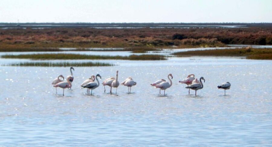 Faro: Eco-Friendly Ria Formosa Bird Watching in Solar Boat - The Real Value: Quiet, Close Views, and a Guide Who Works the Habitat