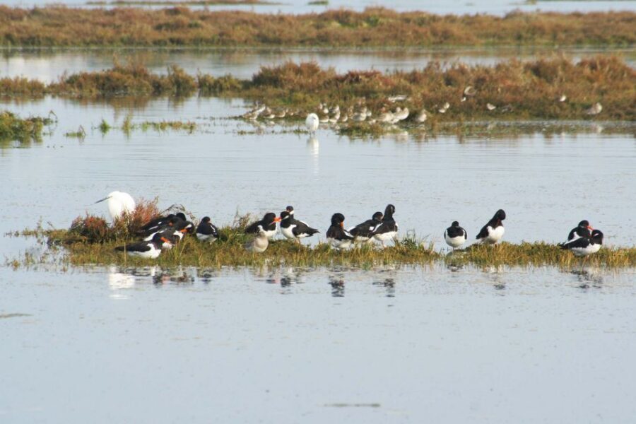 Faro: Eco-Friendly Ria Formosa Bird Watching in Solar Boat - Who This Tour Suits Best (and Who Should Skip It)