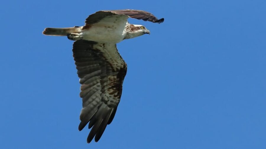 Faro: Ria Formosa Eco Birdwatching Boat Tour - Who Should Book This (and Who Might Want Another Plan)