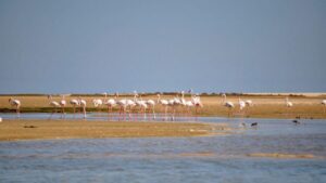 Faro: Ria Formosa Eco Birdwatching Boat Tour - Where You Start: Cais das Portas do Mar in Faro