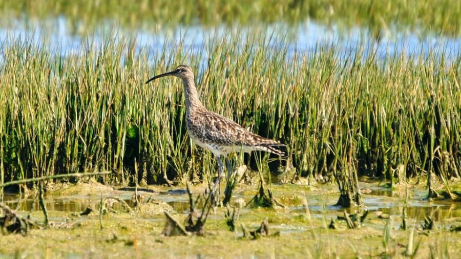 Faro: Ria Formosa Eco Birdwatching Boat Tour - Wildlife Viewing Focus: Spoonbills, Herons, Flamingos, and More