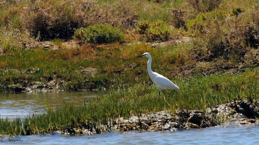 Faro: Ria Formosa Eco Birdwatching Boat Tour - How the Guide Helps You Spot and Identify Birds