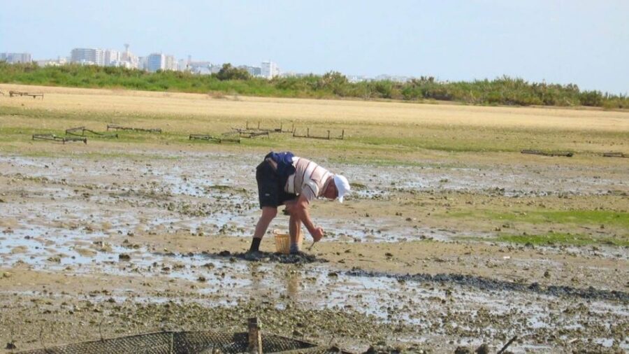 Faro: Ria Formosa Eco Birdwatching Boat Tour - The Best Viewing Strategy From a Moving Boat