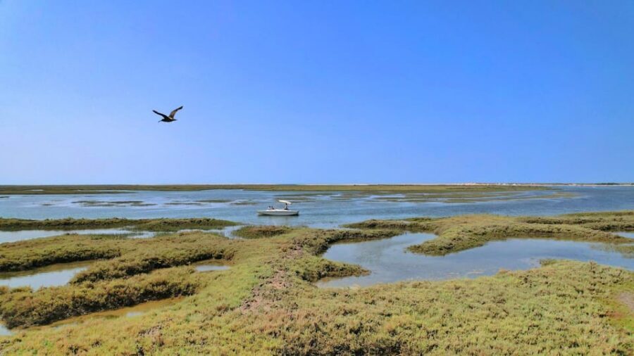 Faro: Ria Formosa Eco Birdwatching Boat Tour - April and May Switch: The Calm Alternative Walk to Barrinha Beach