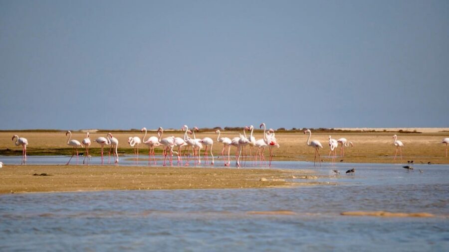 Faro: Ria Formosa Eco Birdwatching Boat Tour - Where You Start: Cais das Portas do Mar in Faro