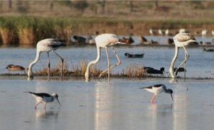 Faro: Ria Formosa Guided Sunset Tour by Catamaran - The Boat Ride Through Ria Formosa Channels: calm, scenic, and guide-led