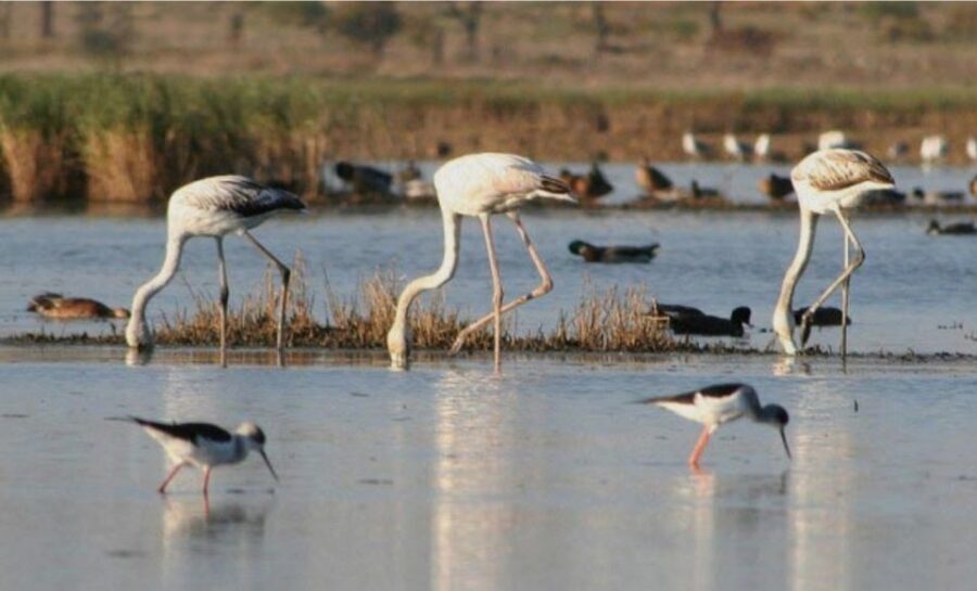 Faro: Ria Formosa Guided Sunset Tour by Catamaran - The Boat Ride Through Ria Formosa Channels: calm, scenic, and guide-led