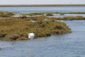 Faro: Ria Formosa Lagoon Small Boat Tour with Local Guide - Ria Formosa Nature: Birds, Marshes, and Protected Wetlands