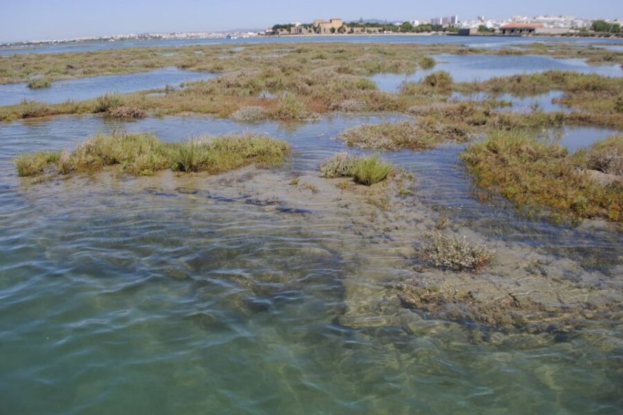 Faro: Ria Formosa Lagoon Small Boat Tour with Local Guide - Meeting Point and Arrival Time: The Part You Should Not Stress