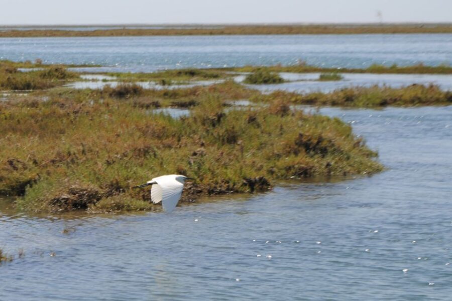 Faro: Ria Formosa Lagoon Small Boat Tour with Local Guide - Ria Formosa Nature: Birds, Marshes, and Protected Wetlands