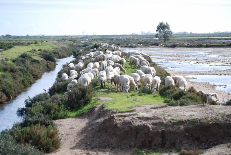 Faro: Ria Formosa Natural Park Segway Tour & Birdwatching - Why This Ria Formosa Segway Tour Works So Well