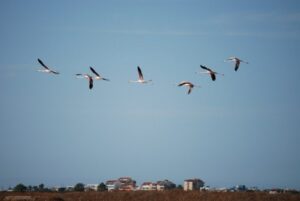 Faro: Ria Formosa Natural Park Segway Tour & Birdwatching - The Segway Learning Curve (and Why You Shouldn’t Overthink It)