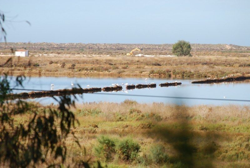 Faro: Ria Formosa Natural Park Segway Tour & Birdwatching - What Your Time in the Park Actually Looks Like