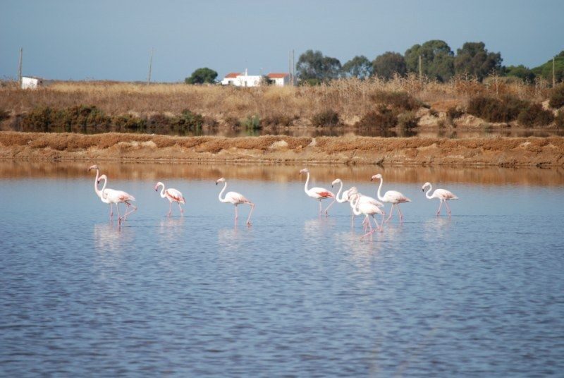 Faro: Ria Formosa Natural Park Segway Tour & Birdwatching - Birdwatching at Ludo: Where the Stop Turns Into the Point