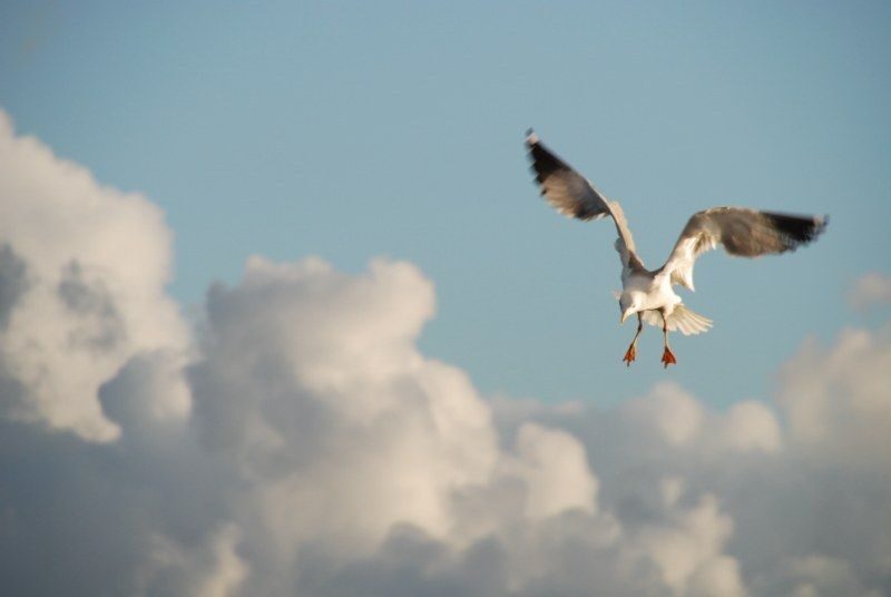 Faro: Ria Formosa Natural Park Segway Tour & Birdwatching - Guides, Language, and the Small Details That Matter