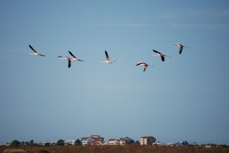 Faro: Ria Formosa Natural Park Segway Tour & Birdwatching - The Segway Learning Curve (and Why You Shouldn’t Overthink It)