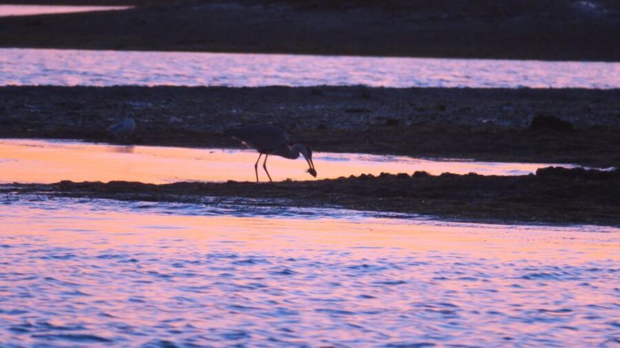 Faro: Ria Formosa Sunset Nature Boat Tour - Faro photo stop and the cruise rhythm in one focused hour