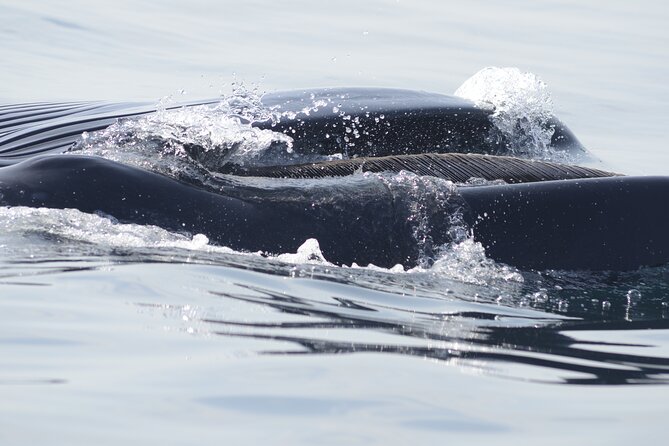 Feathers & Scales - What you can realistically spot: dolphins, seabirds, whales, and surprise visitors
