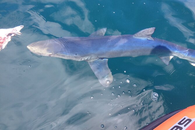 Feathers & Scales - Captain Vasco’s guiding style: what makes the experience feel personal
