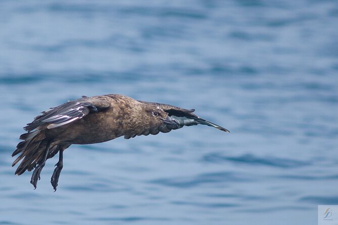 Feathers & Scales - Boat comfort reality check: the part you should not ignore