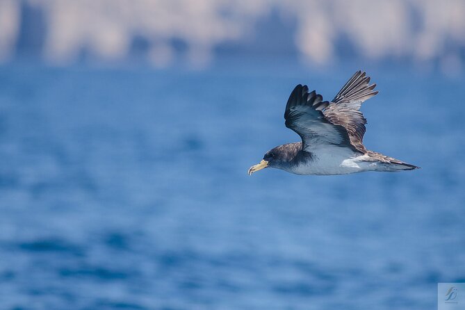 Feathers & Scales - Itinerary flow, step-by-step: what happens when