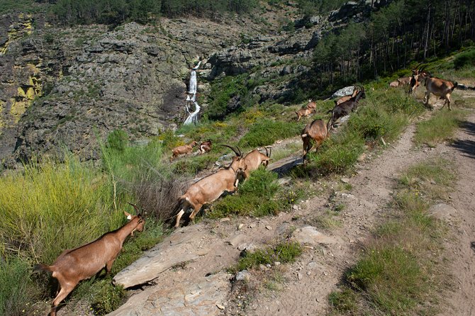 Fisgas de Ermelo Trail - Entering Parque Natural do Alvão: where the guide sets the stage