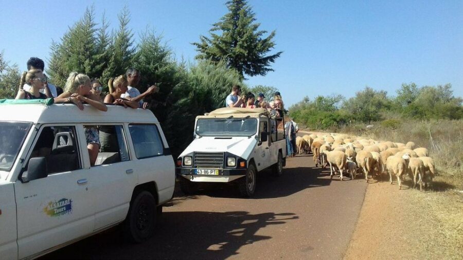From Albufeira: 4x4 Off-Road Safari & Vineyard Wine Tasting - Key Things I’d Put On Your Radar
