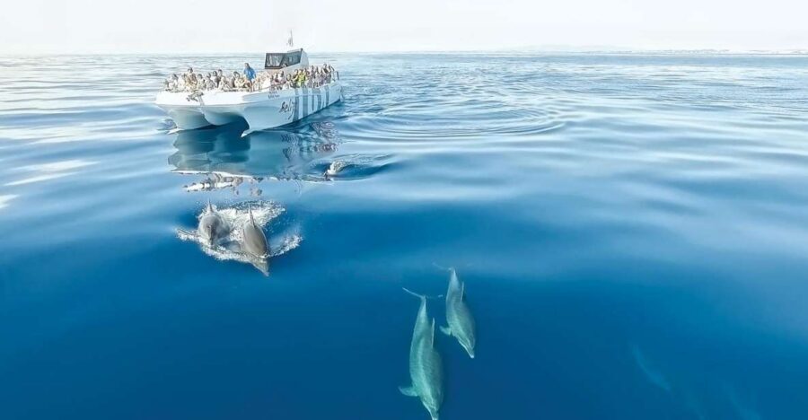 From Albufeira: Dolphins and Caves 2.5-Hour Boat Trip - The caves and rock formations: why sea-level views hit harder