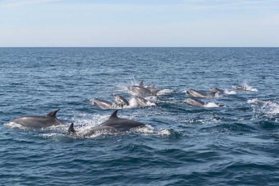 From Albufeira: Dolphins and Caves 2.5-Hour Boat Trip - Guides on board: the difference between hearing facts and enjoying the ride