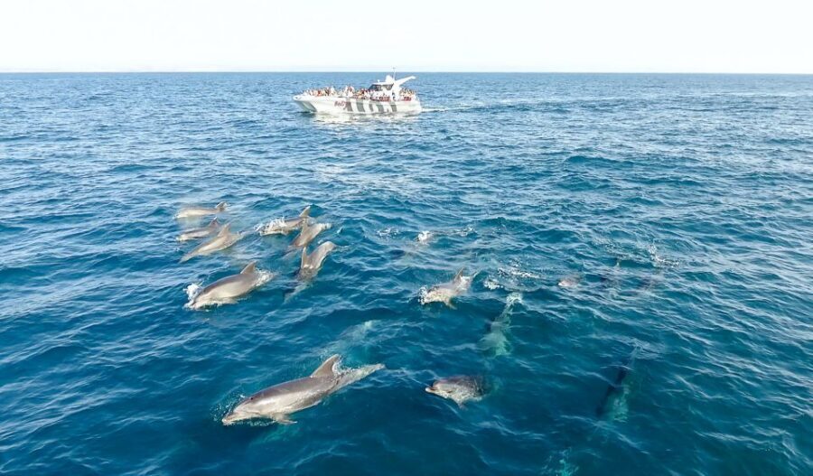 From Albufeira: Dolphins and Caves 2.5-Hour Boat Trip - Price and value: why $34 can feel fair (or not)