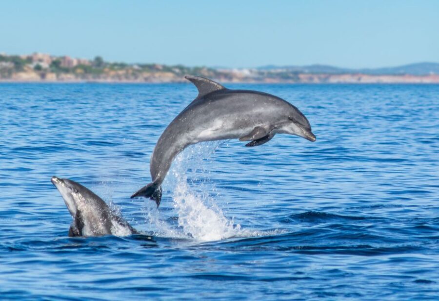 From Albufeira: Dolphins and Caves 2.5-Hour Boat Trip - Should you book this dolphin-and-caves catamaran cruise?