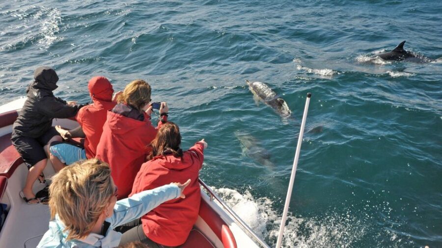 From Albufeira: Dolphins and Caves 2.5-Hour Boat Trip - Dolphin spotting off the Algarve coast: what you can realistically hope for
