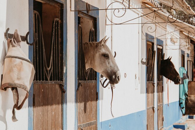 From Albufeira: Half-Day Hidden Gems & Horse Riding Tour - The $106 price: what you’re actually paying for in the Algarve