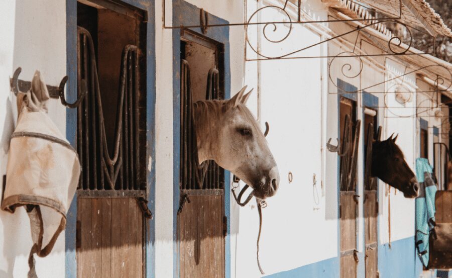 From Albufeira: Horse Riding Tour with Pickup - Nature reserve pathways, flora, and wildlife moments