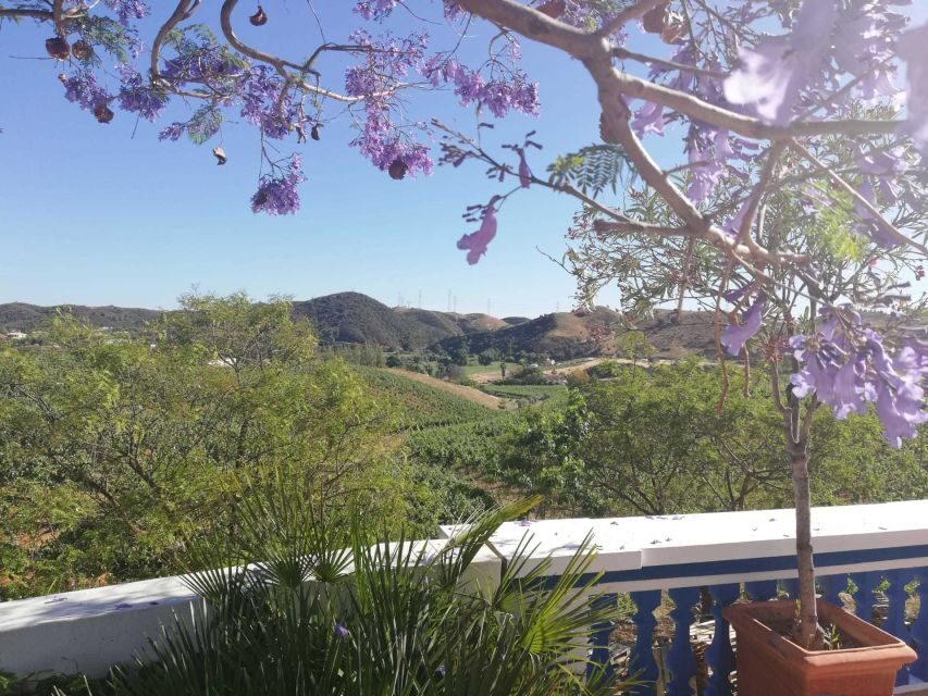 From Albufeira: Wine Tasting & Historic Silves Tour - First Silves Stop: A 30-Minute Break to Find Your Bearings