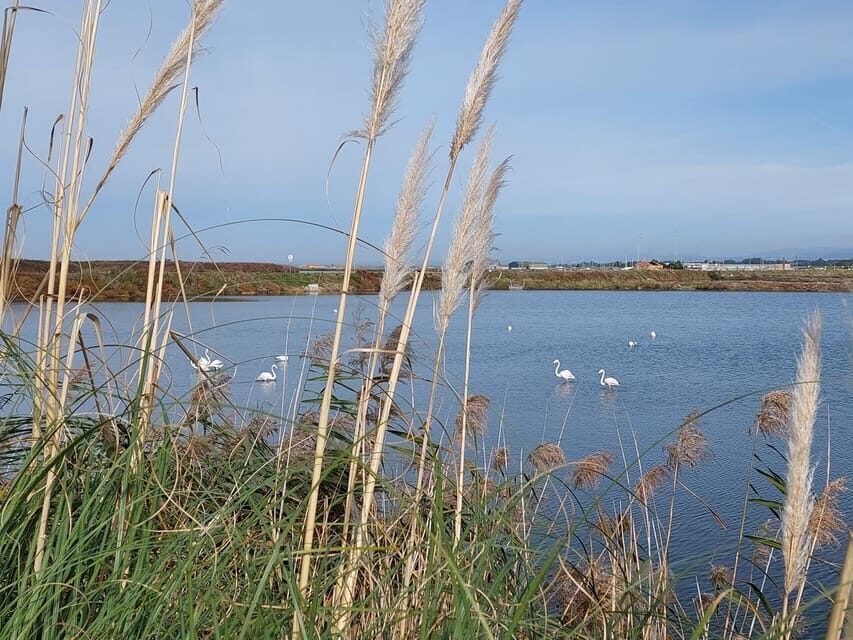 From Aveiro/Ilhavo: Barra, Costa Nova, and Vista Alegre Tour - Value and price: $141 per group up to 4 for a tight, high-impact loop