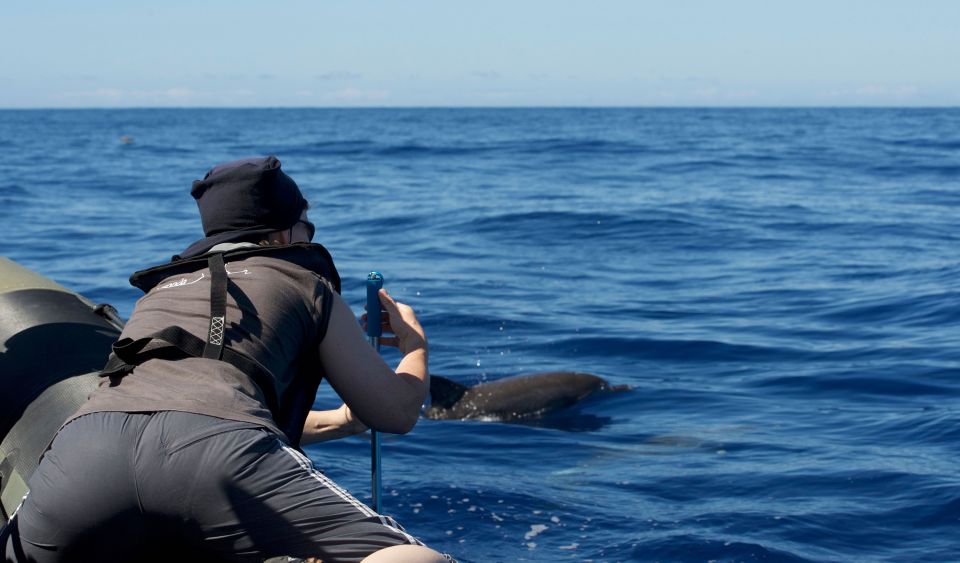 From Calheta: Madeira Whale and Dolphin Watching Boat Tour - Key things I’d clock before you go